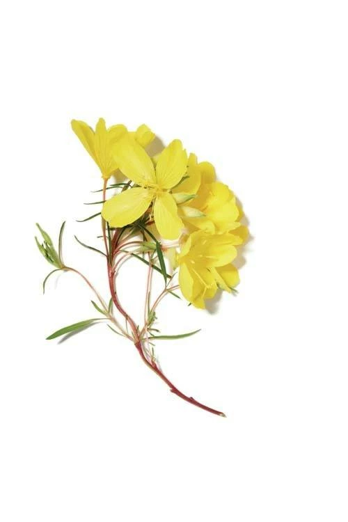 John Masters Organics Evening Primrose Shampoo For Dry Hair 236ml John Masters Organics Evening Primrose Shampoo For Dry Hair 236ml -Shu Uemura Art Of Hair-butikk 52226dfd c07e 4bda 87b7 2ebd048fee1f 2